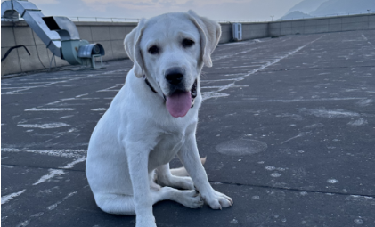 米兰-万亿宠物赛道崛起，资本先开始“拉帮结派”了